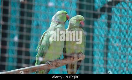 Green parrot in pairs in a slightly dim spot in the love mood. With blurred background Stock Photo
