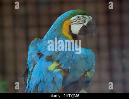 macaw parrot in a slightly dim spot. With blurred background Stock Photo