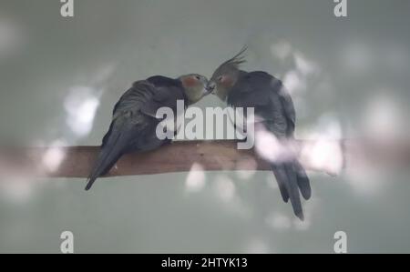 parakeet birds pairs are sitting on a tree branch. With blurred background Stock Photo