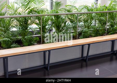 Green plants and an empty vacant corporate office waiting room wooden bench, corridor seating closeup, nobody. Contemporary green eco modern business Stock Photo