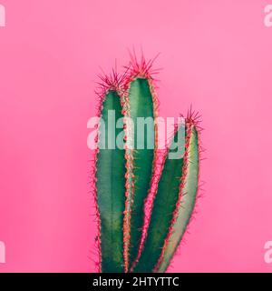 Colorful funky green cactus on pink background. Flat lay mexican desert plant design. Minimal contemporary summer pop art. Stock Photo