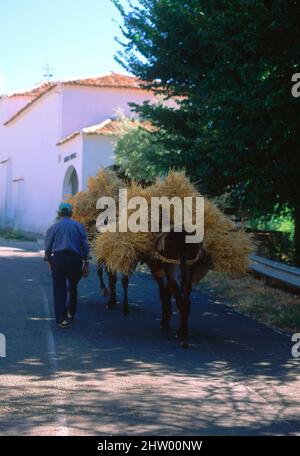 BURROS CARGADOS DE PAJA. Location: EXTERIOR. Carabana. MADRID. SPAIN. Stock Photo