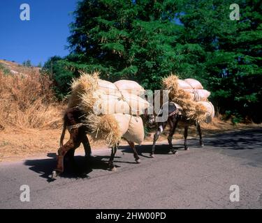 BURROS CARGADOS DE PAJA. Location: EXTERIOR. Carabana. MADRID. SPAIN. Stock Photo