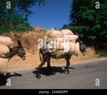 BURROS CARGADOS DE PAJA. Location: EXTERIOR. Carabana. MADRID. SPAIN. Stock Photo