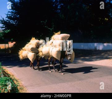 BURROS CARGADOS DE PAJA. Location: EXTERIOR. Carabana. MADRID. SPAIN. Stock Photo