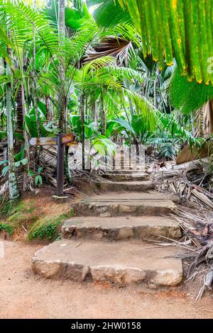 Vallée de Mai Nature Reserve, stone steps trail through ancient rainforest with palm trees and lush tropical endemic vegetation around, Praslin Island Stock Photo