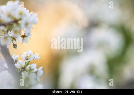 Cherry plum or Myrobalan plum flowers. Blooming fruit tree in springtime. Stock Photo