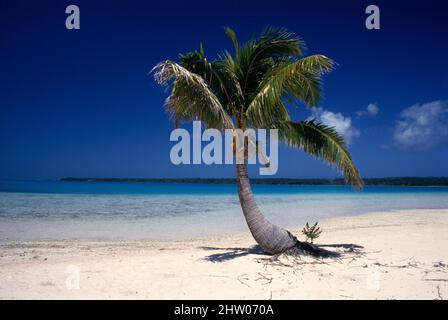 Cook Islands. Lone coconut palm tree on white sand beach. Stock Photo