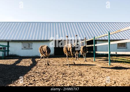 Ostrich bird on an ostrich farm outdoor. Sunny day. Stock Photo