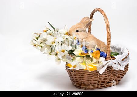 Adorable little rabbit sitting in a basket with daffodil flowers on a white background, copying space for text. Stock Photo