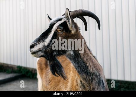 Close-up portrait of goat looking at the camera. Outdoor, white background. Stock Photo