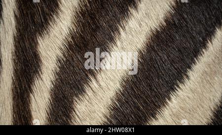 Animal hair of fur african zebra leather texture background. Abstract natural white and black striped skin Stock Photo
