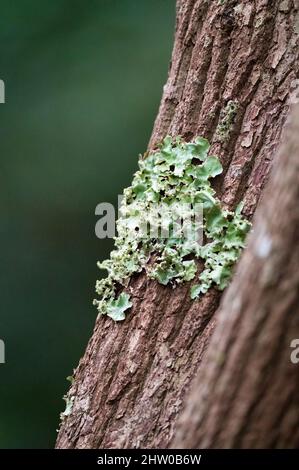 A cluster of green, leafy liverworts growing on a rough barked tree trunk on the banks of Peterson Creek in Yungaburra, Queensland in Australia. Stock Photo