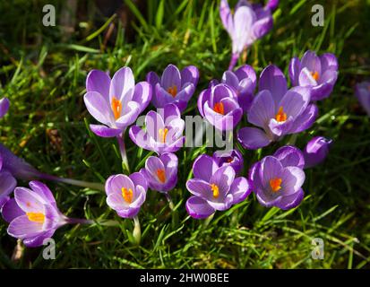 Purple crocus naturalised in lawn Stock Photo