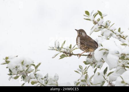 A Mistle Thrush (Turdus Viscivorus) Sitting Amongst the Snow-Covered Branches of a Holly Tree (Ilex Aquifolium) in Winter Stock Photo