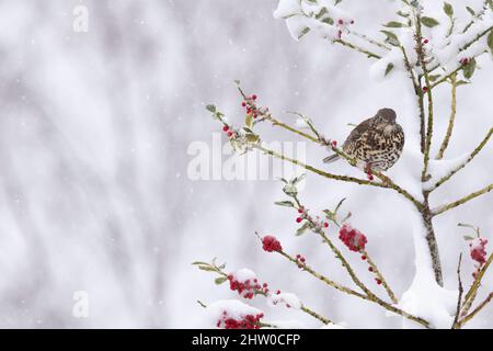 A Mistle Thrush (Turdus Viscivorus) Sheltering from a Blizzard in a Snow-Covered Holly Tree (Ilex Aquifolium) Covered with Red Fruits Stock Photo