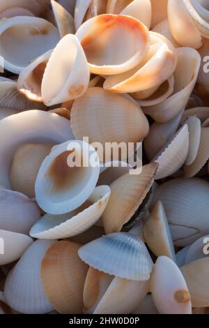 Full Fame Image of Sea Shells Stock Photo