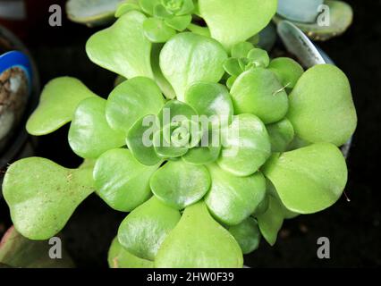 Beautiful Aeonium Castello-Paivae plant in the garden Stock Photo