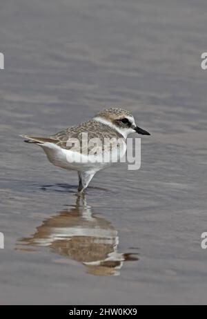 Kentish Plover (Charadrius alexandrinus alexandrinus) winter plumage bird standing in shallow water Oman                      December Stock Photo