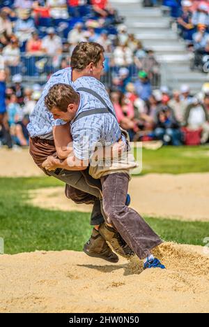 Swiss wrestlers fighting at the NOS 2012 in Silvaplana, Switzerland Stock Photo