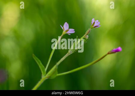 Claytonia sibirica flower growing in meadow, close up Stock Photo