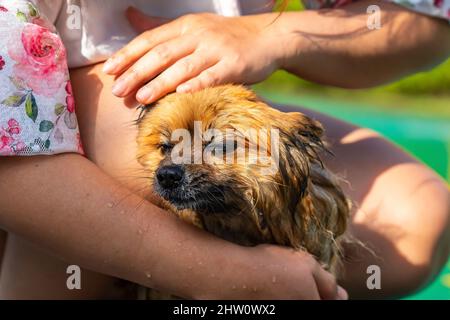 wet brown pomeranian dog stands in the human arm. Stock Photo