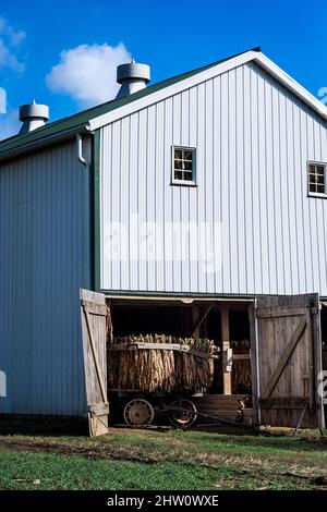 Tobacco leaves drying in an Amish barn,  Ronks, Lancaster County, Pennsylvania, USA. Stock Photo
