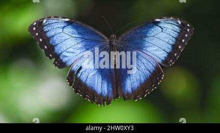 Frankfurt, Germany. 03 March 2022, Hessen, Frankfurt/Main: A blue morpho butterfly (Morpho peleides) flies in the Flower and Butterfly House in Frankfurt's Palmengarten. Visitors can experience dozens of species of tropical butterflies up close there. The attraction has reopened its doors since March 3. Photo: Arne Dedert/dpa Credit: dpa picture alliance/Alamy Live News Stock Photo