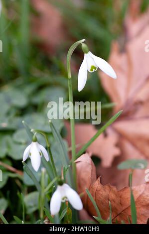 Snowdrops growing among fallen leaves in winter churchyard. Scientific name Galanthus nivalis. Ground level close up. Stock Photo