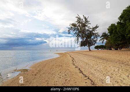 Tidemark on the beach at Flic en Flac in Mauritius. Filao and palm trees grow from the sand. Stock Photo