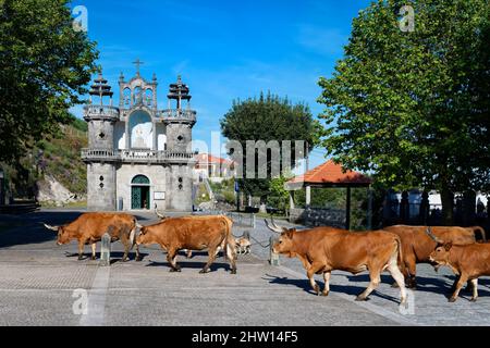 Cachena cows crossing a square in front of Santo Antonio Church, Santo Antonio Mixoes da Serra village, Peneda Geres National Park, Minho, Portugal Stock Photo