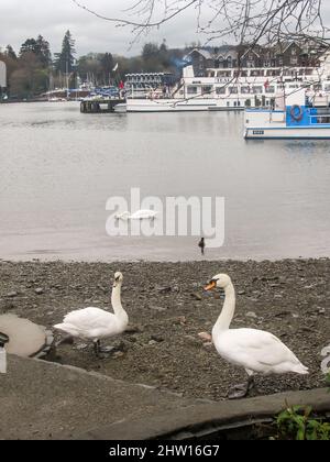 Two Swans on the lake shore of Windermere Lake, in the lake District UK,  with the tourist harbor in the background Stock Photo