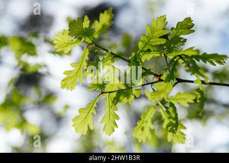 The first spring gentle leaves unfurling on the oak tree Stock Photo