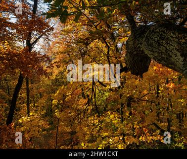 Autumn in the forest of the Koeszeg mountains (Koeszegi Hegyseg) near Velem in the naturepark Geschriebenstein-Irottkoe. Europe, Eastern Europe, Hunga Stock Photo