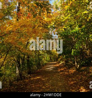 Autumn in the forest of the Koeszeg mountains (Koeszegi Hegyseg) near Velem in the naturepark Geschriebenstein-Irottkoe. Europe, Eastern Europe, Hunga Stock Photo