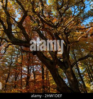 Autumn in the forest of the Koeszeg mountains (Koeszegi Hegyseg) near Velem in the naturepark Geschriebenstein-Irottkoe. Europe, Eastern Europe, Hunga Stock Photo