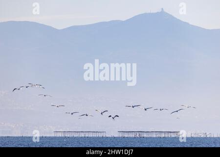 Greece, Macedonia, Thessaloniki, Axios Delta National Park, National Park of Greece, established in 2008, being one of the largest protected wetlands in Europe. It is home to many species of birds, pelican Stock Photo