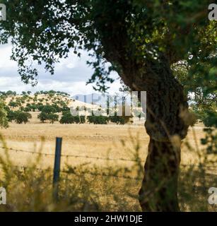 corks trees in the landscape, Sardinia, Italy, Europe. Stock Photo