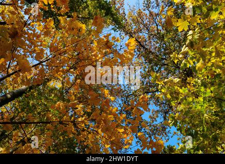 Autumn in the forest of the Koeszeg mountains (Koeszegi Hegyseg) near Velem in the naturepark Geschriebenstein-Irottkoe. Europe, Eastern Europe, Hunga Stock Photo