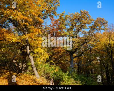 Autumn in the forest of the Koeszeg mountains (Koeszegi Hegyseg) near Velem in the naturepark Geschriebenstein-Irottkoe. Europe, Eastern Europe, Hunga Stock Photo