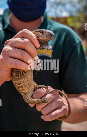 Cheeto Lizard cheetah in the steppe of Namibia Stock Photo - Alamy
