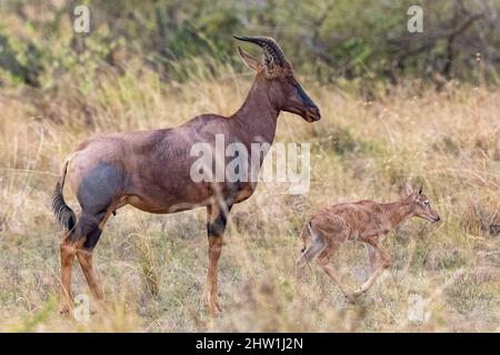 Kenya, Masai Mara National Reserve, National Park, Topi (Damaliscus korrigum), in the savannah, mother and new born Stock Photo