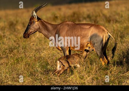 Kenya, Masai Mara National Reserve, National Park, Topi (Damaliscus korrigum), in the savannah, mother and new born Stock Photo