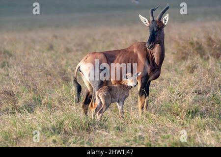 Kenya, Masai Mara National Reserve, National Park, Topi (Damaliscus korrigum), in the savannah, mother and new born Stock Photo