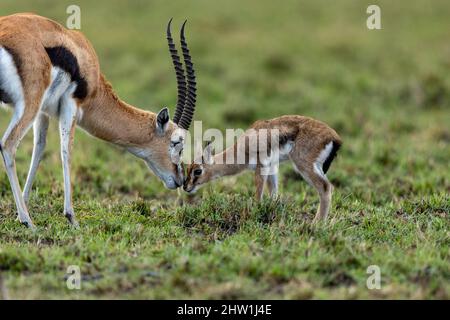 Kenya, Masai Mara National Reserve, National Park, Thomson's Gazelle (Eudorcas thomsonii), in the savannah, An adult male comes to sniff a newborn Stock Photo