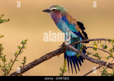 Kenya, Masai Mara National Reserve, National Park, Long-tailed Roller (Coracias caudatus), grooming, perched on tree, Stock Photo