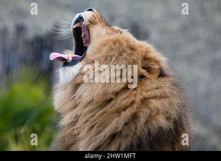 African lion  ZooParc de Beauval