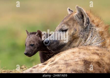 Kenya, Masai Mara National Reserve, National Park, Spotted hyena (Crocuta crocuta), adult and young, resting on the ground at the entrance of the den Stock Photo