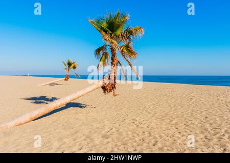 Leaning Palm Trees on Beach in Le Barcarès Southwestern France Stock Photo