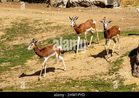 Africa, dama gazelle (Nanger dama mhorr), boparc of Doue la Fontaine Stock Photo